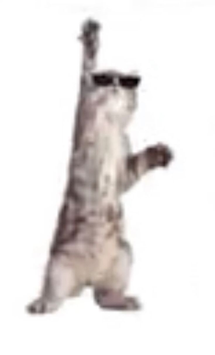 Tall stretched low-resolution cat